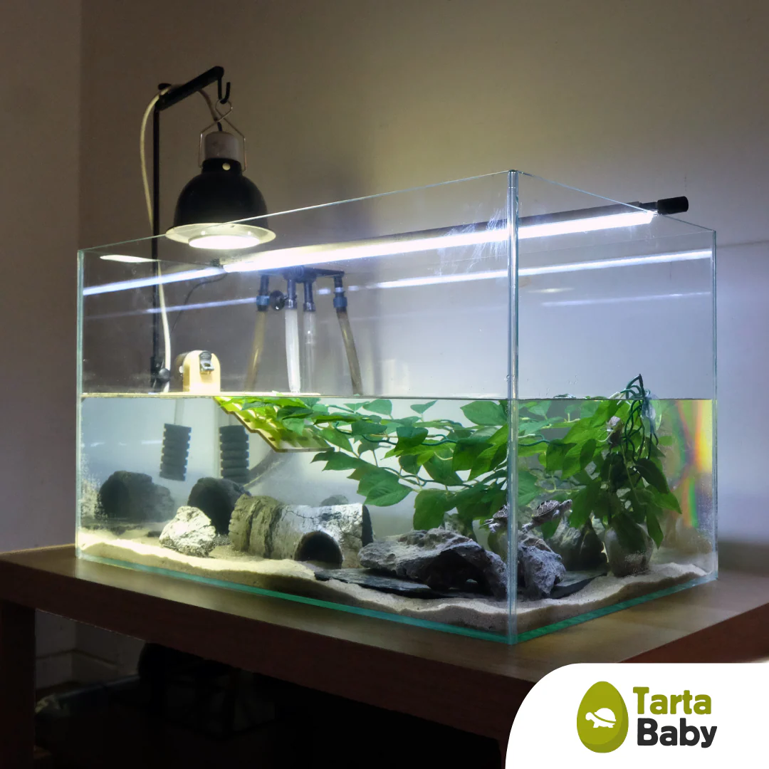 TartaBaby acquario per tartarughe 70x40x40 h cm